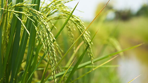 cultivo de arroz