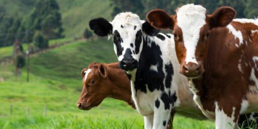 INSAI solicitó reforzar inspección de productos de origen aviar y bovino de EE. UU