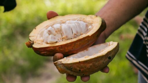 Crean formato para promover a pequeño productores de cacao en el país
