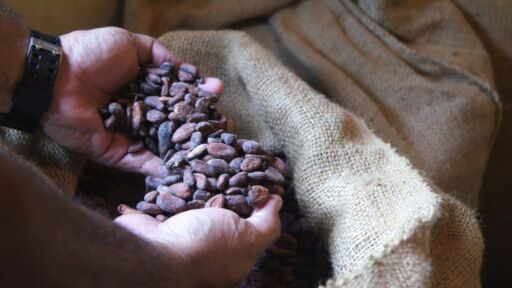 Fluctuación en el precio internacional del cacao no afectó a productores