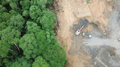 Advierten pérdidas de más de 27.000 hectáreas de bosques en 2023