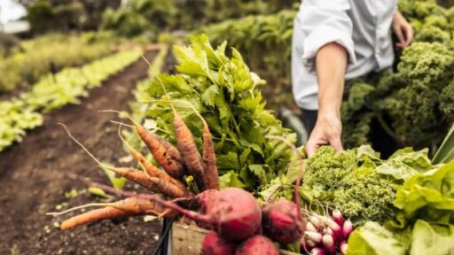 Agricultura cubre cerca de 50% del abastecimiento nacional