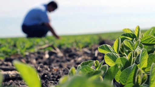 Fedeagro solicitará que sector agro sea excluido de la contribución de la Ley de Pensiones