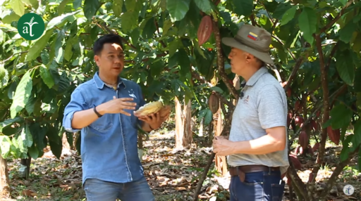 Cómo cultivar cacao y regenerar suelos – Suelos Vivos