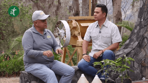 Manejo orgánico en cultivo de café de especialidad – Suelos Vivos