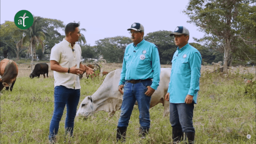 Regeneración de suelos en ganadería doble propósito – Suelos Vivos