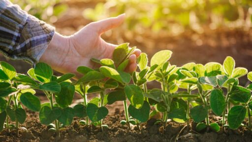 Noticias del Agro – Resumen semana 22 / 2024