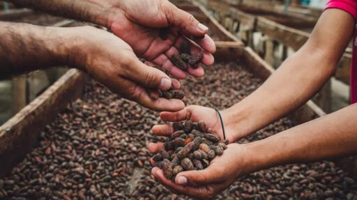 Gobierno venezolano anunció la creación de un fondo de estabilización del cacao
