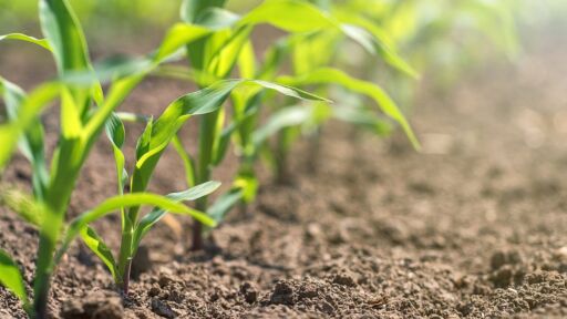 Fedeagro aseguró que siembra de maíz avanza en un 80%