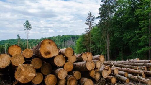 Expertos resaltan incremento en índice de deforestación
