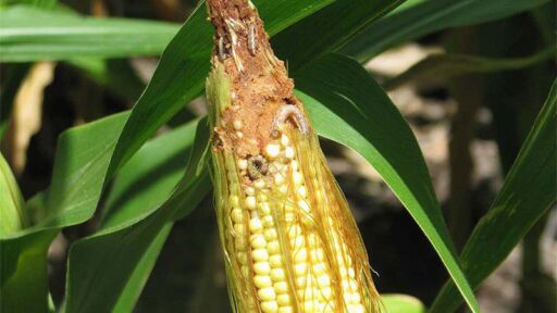 Productores de maíz en alerta por la presencia del gusano cogollero