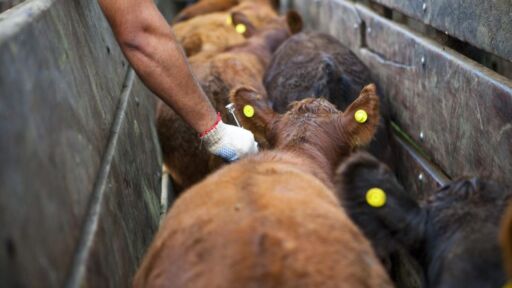 Aseguran que porcentaje de vacunación contra aftosa está por debajo del mínimo