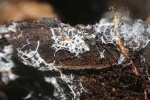 Micorrizas en horticultura: Usa menos agua y fertilizantes