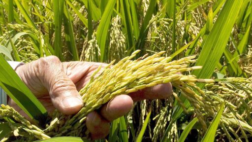 Fevearroz estima alcanzar 113.000 de siembra en 2024
