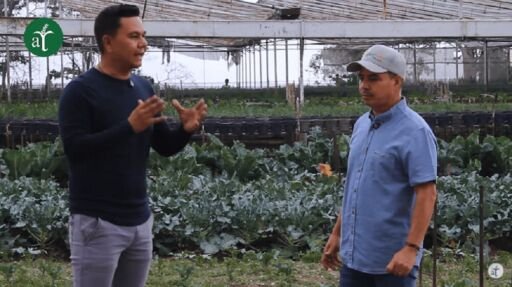 Producción orgánica de hortalizas de hojas, vegetales baby y flores comestibles