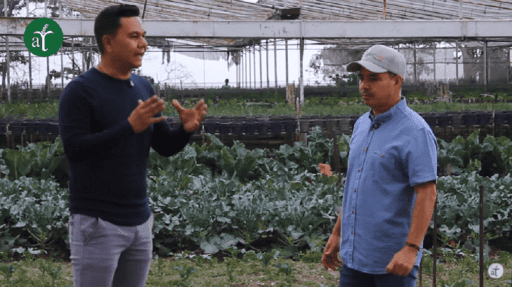 Producción orgánica de hortalizas de hojas, vegetales baby y flores comestibles