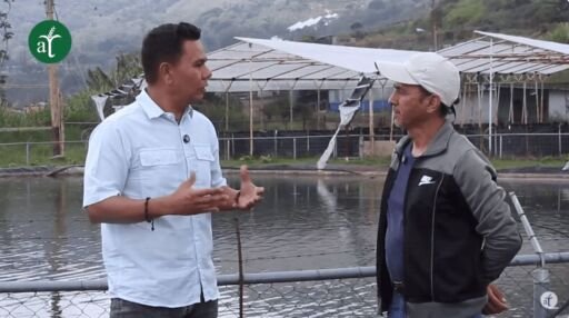 Integración de la cría de tilapia en el manejo orgánico de hortalizas – Suelos Vivos