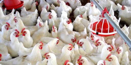 Nuevo brote de gripe aviar arrasó con 6000 aves en Alemania