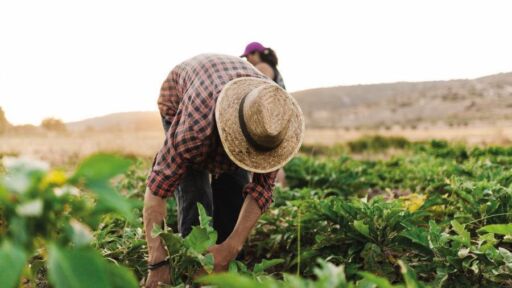 Noticias del Agro – Resumen semana 24 / 2024