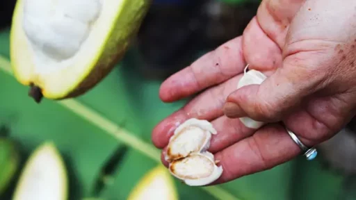 Productores de cacao porcelana buscan recuperar productividad del sector