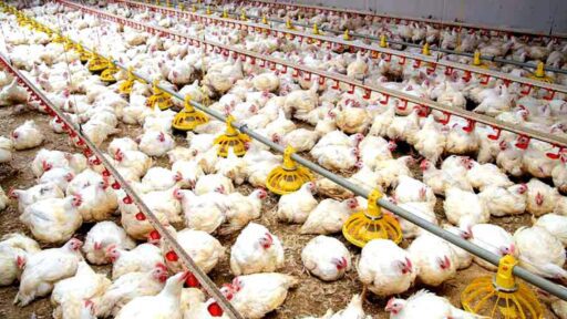 FENAVI proyecta crecimiento anual de 8% en la producción avícola nacional