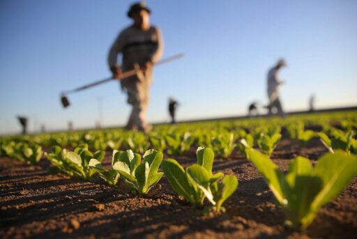 Países de América Latina y el Caribe presentaron avances agrícolas en adaptación climática