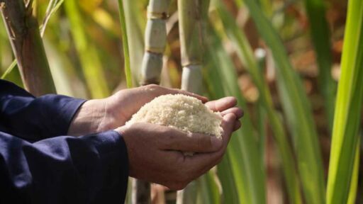 Resaltan necesidad de recuperar niveles de producción de azúcar en Venezuela