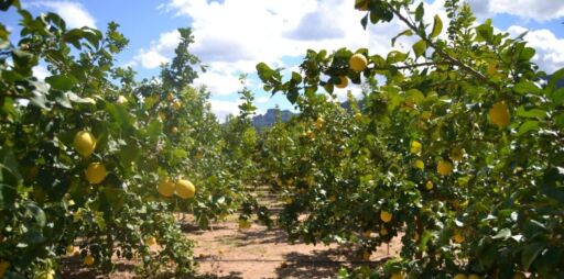 Anuncian pruebas piloto para recuperar producción citrícola en el país
