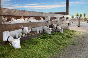 Cabras: tipos, razas, beneficios y su crianza