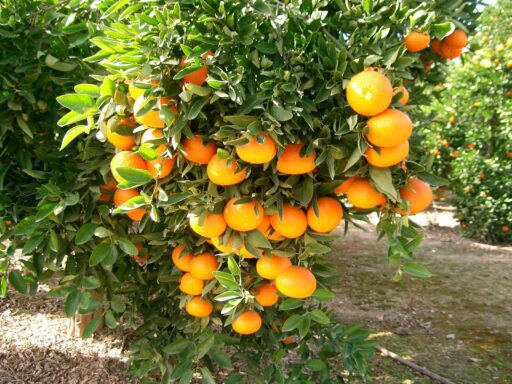 Productores de Carabobo reportan disminución de cosechas en el sector cítrico