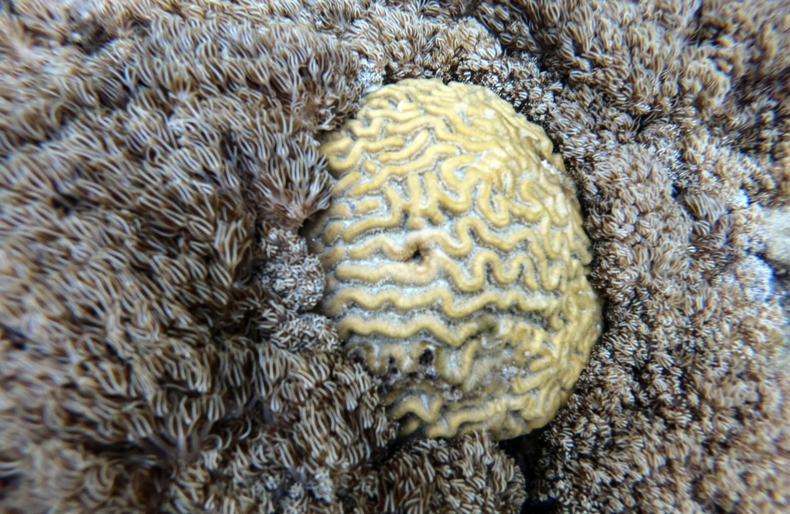 coral invasor
