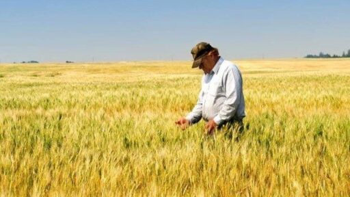 Prevén significativa reducción de rendimientos en cultivos para 2050 producto del cambio climático