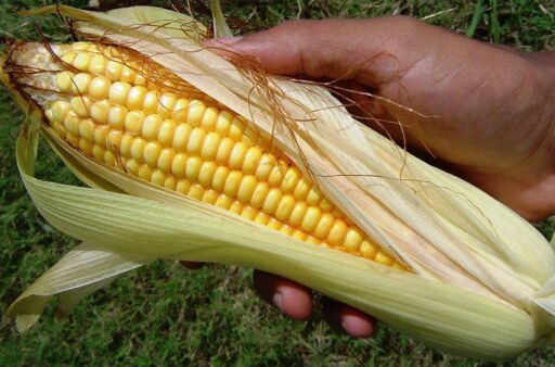 Proyecto social impulsa el cultivo de maíz jojoto