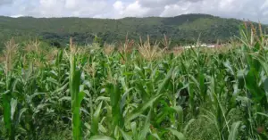 Cultivo de maíz