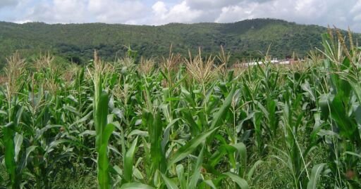 Rendimientos en provincia argentina de Santa Fe podría verse afectada por escasez lluvias