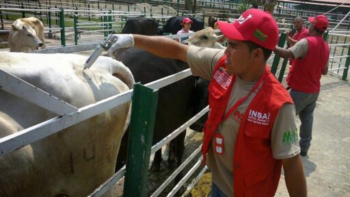 Municipio Seboruco del estado Táchira alcanzó alta cobertura de vacunación contra la aftosa