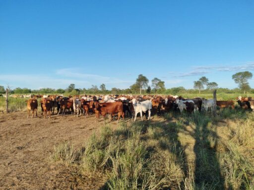 Gobierno de Paraguay apuesta por diálogo entre productores y frigoríficos
