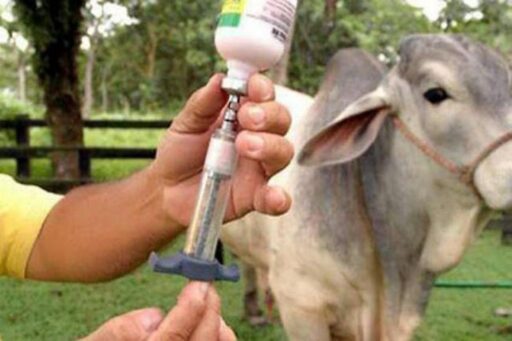 En 20% se incrementó vacunación contra la fiebre aftosa en Barinas