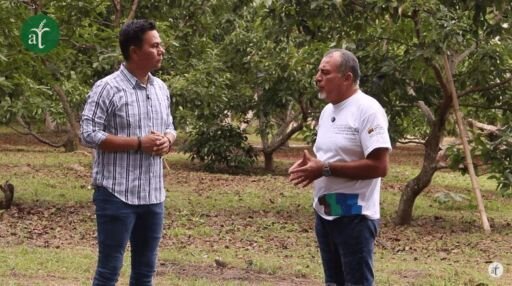 Cultivo de aguacate bajo manejo orgánico – Suelos Vivos