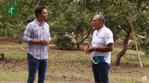 Cultivo de aguacate bajo manejo orgánico – Suelos Vivos