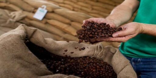 Exportadores de café en Honduras esperan caída en ingresos por merma productiva
