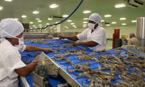 Producción de camarones incrementó un 18% en primer semestre del año