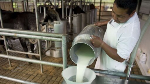 Cayó producción de leche en Argentina entre los meses de enero a julio de 2024