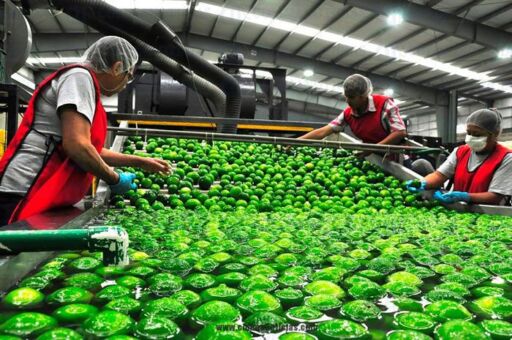 Se disparó precio del limón en el estado mexicano de Michoacán ante paro de 5 días