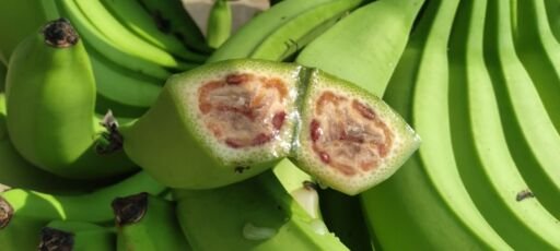 Costos de producción del Banano en Ecuador incrementan por brote de la enfermedad del Moko