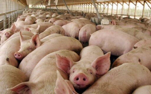 Gremio porcino de Argentina solicita bajar impuestos internos