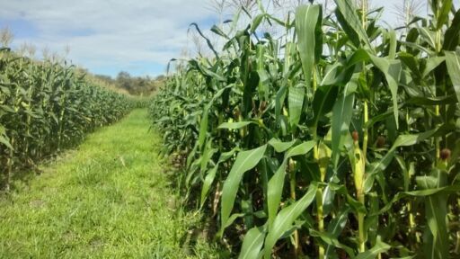 En Argentina estiman pérdida de la cosecha de maíz en 27 %