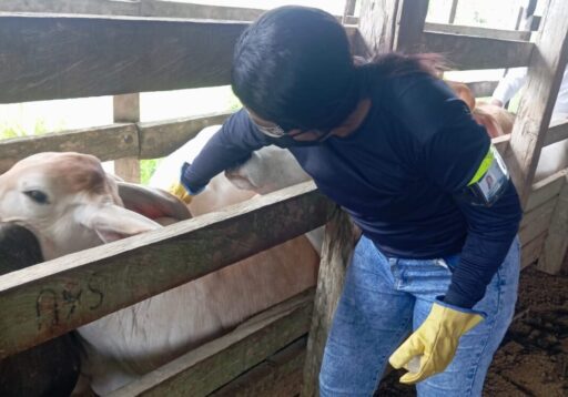 Fedegán reportó 99,6% de bovinos y bufalinos inmunizados en primer ciclo de vacunación de 2024