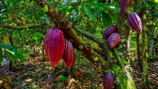 Producción de cacao mermada por plaga “Escoba de Bruja”