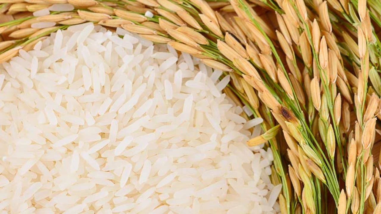 cultivo de arroz